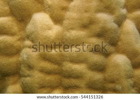 Lobe coral close-up, Porites lobata, underwater marine life, Pacific ocean, French Polynesia