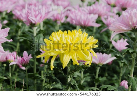 chrysanthemums in the flower farm