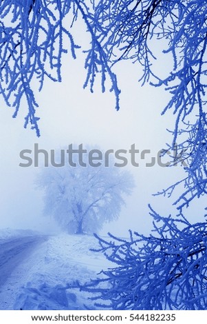 Snowy winter in a deciduous forest.