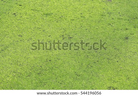 duckweed on a pond surface