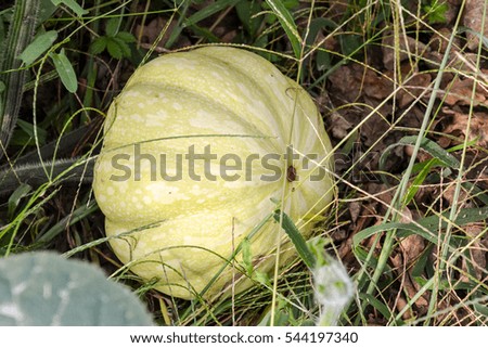 Photo Picture of a Green Fresh Juicy Pumpkin