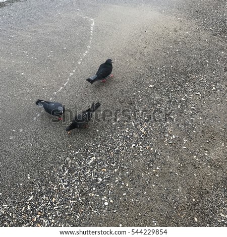 picture of birds that fly by the sea and walk on the beach, the sea before the storm, background, gray sky and clouds