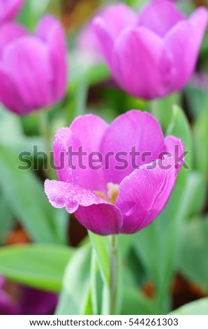 Selective focus of pink tulips under sunlight at the middle of summer or spring day landscape. 