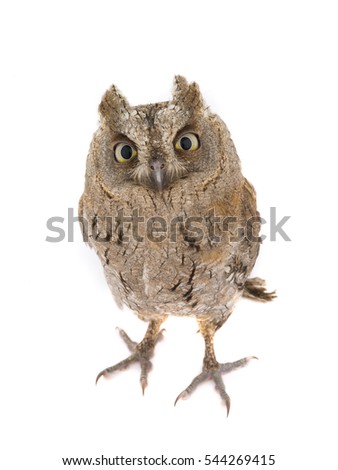European scops owl on  white background 