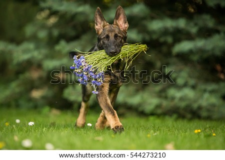 Working German shepherd brings flowers Royalty-Free Stock Photo #544273210
