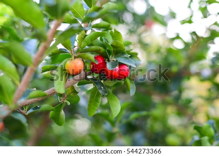 Select focus of acerola cherry on thai cherry tree with green ba