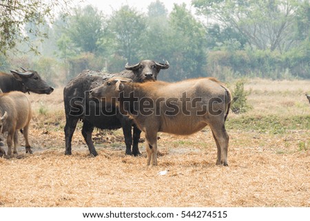 asian water buffalo