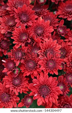 red flower background.
