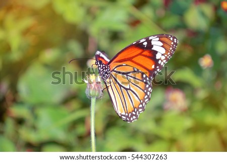 tiger striped butterfly sunlight