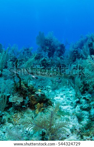 panoramic under water photo of Cayman island coral reef and clear blue caribbean water