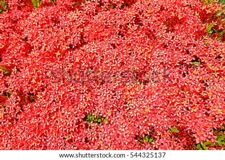 Red spike flower