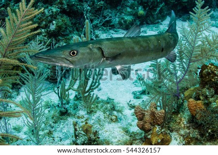 barracuda fish swimming on a coral reef 