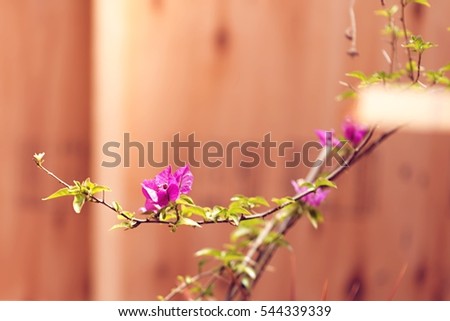 Flower isolated with wooden background