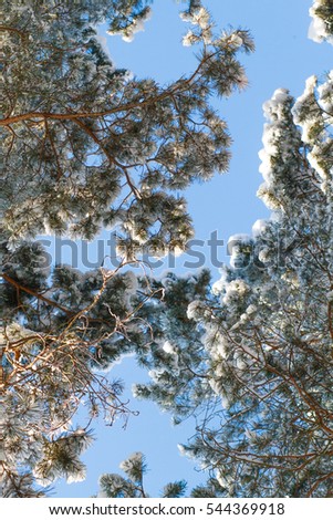 Sunny winter day, blue sky and snow on the pine trees. Frosty air