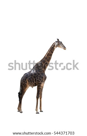 Close up portrait of Masai giraffe