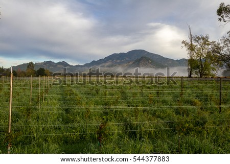 large section of a vineyard with new plants growing thru tall grass with morning due on it and a light fog in the background