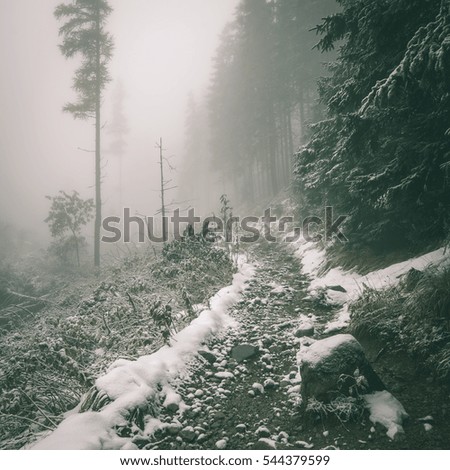 cold day in the snowy winter forest with fog and frost - instant vintage square photo