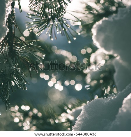 festive christmas spruce tree background on a old day in the snowy winter forest with fog and frost - instant vintage square photo