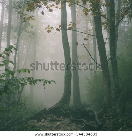 colorful autumn trees in heavy mist in wet forest after rain. scenic trail - instant vintage square photo