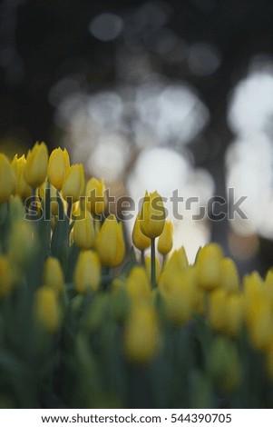 Winter tulip waiting for light
