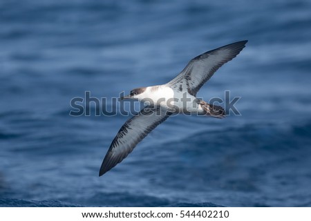 A Great Shearwater (Puffinus gravis) in flight over a blue sea, off Cape Point, South Africa