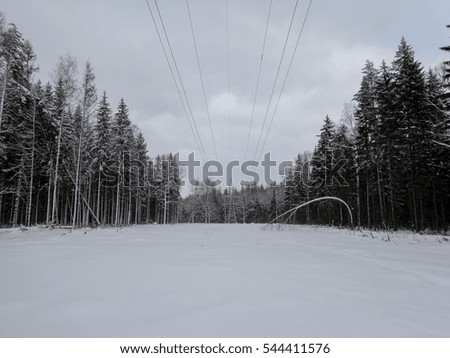Winter woods. Forest under the snow