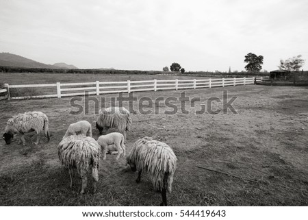 The landscape view of sheep farm, black and white picture