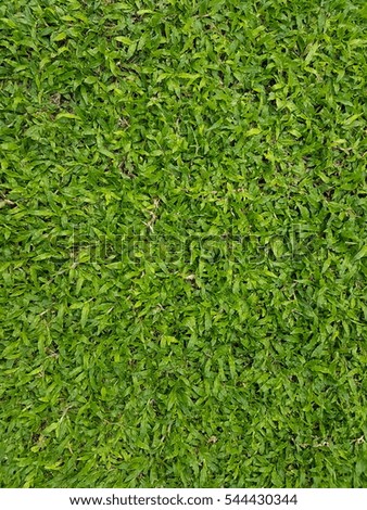 Fresh green grass texture as background