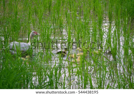 muscovy duck in the rice fields with child swimming 