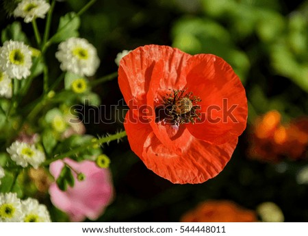 Delicate poppies on a city flower bed