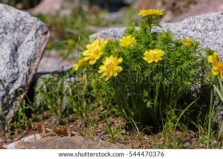 Yellow blossoms of Adonis vernalis in spring garden