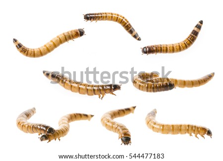 Zophobas atratus/ morio - meal worm isolated on white Royalty-Free Stock Photo #544477183