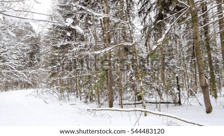 Winter forest in December. Christmas time. The air temperature of plus 1 degree Celsius. Melting snow. Wild nature of Eastern Europe