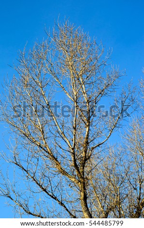 Bare branches of the big tree on winter