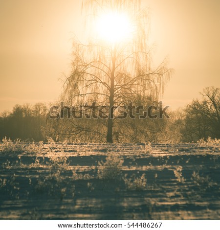 branch in hoar frost on cold morning in winter snow in sunrise - instant vintage square photo