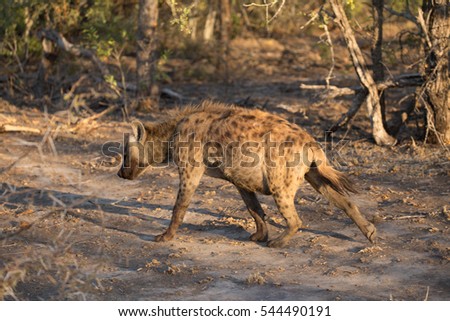 A walking hyena.