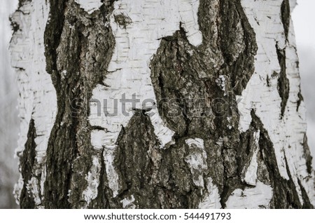 Wooden texture trunk