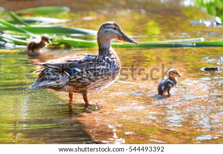 Birds and animals in wildlife. Mama duck learns to swim little ducklings. Selected focus