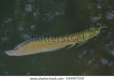 Arowana young fish beautiful color swimming in the pond nature, lonely fish