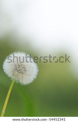 Beautiful flower of the dandelion background of the herb