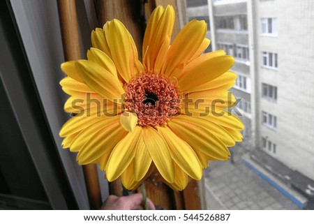 Orange Yellow gerbera at window and building