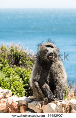 Portrait of an African Baboon with open muzzle with tooths , sitting on a stone wall nexst to the road with South African landscape in the background.