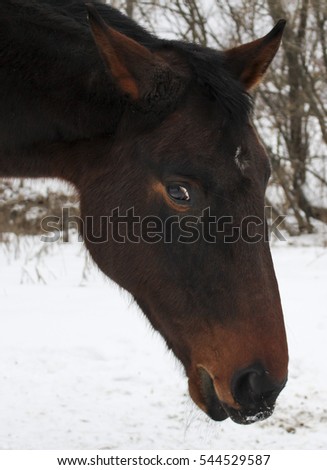 brown horse with a white blaze on his head standing on the white snow in winter on a background of trees