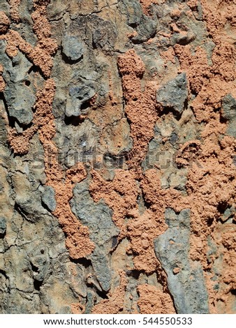 tree bark crack filled with termites mound made of sand and red brown earth in tropical jungle making natural artistic lines shape free form rough texture picture for use as backdrop or background