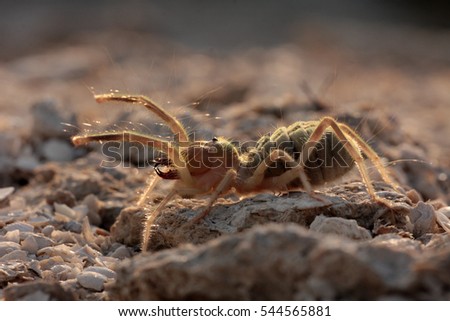 Camel spiders - Paragaleodes heliophilus are large arachnids generally inhabit warm and arid habitats, including virtually all warm deserts of West Kazakhstan. Solifuges are aggressive hunters.