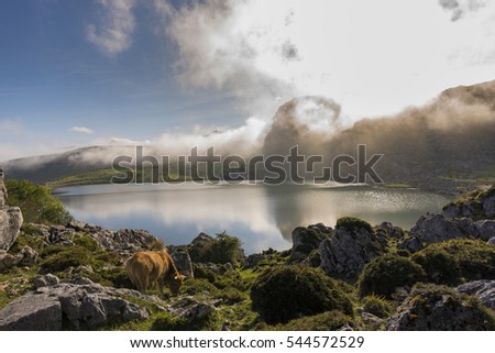 Asturian cow in Enol lake (Lakes of Covadonga, Asturias - Spain).