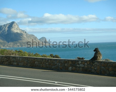 A baboon and her baby sitting on a rock wall against the backdrop of the Atlantic Ocean with a mountain in the background. Taken on the coastal road near Hermanus, South Africa, known for whales.