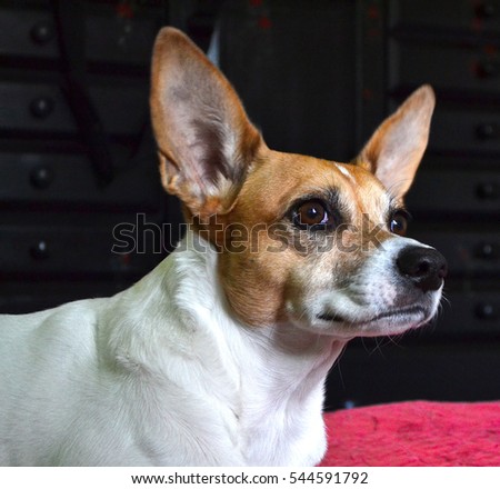 Closeup of Rat Terrier Dog face
