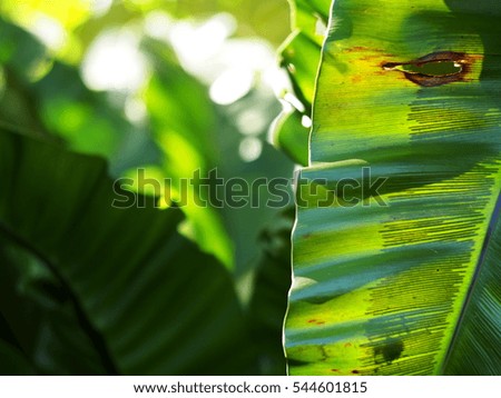 shallow depth of field picture blur background of green leaves tropical plants, large bird's nest fern bush, under natural sunlight