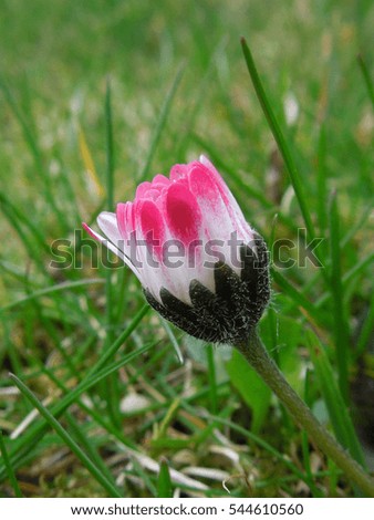           Little wild daisy flower closeup